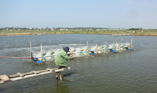 Phát huy phẩm chất “Bộ đội Cụ Hồ”, trên địa bàn huyện Quảng Trạch ngày càng xuất hiện nhiều điển hình CCB, thương binh làm kinh tế giỏi.