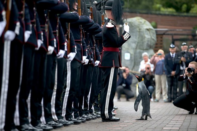 Chú chim cánh cụt Sir Nils Olav trong buổi lễ trang nghiêm. (Nguồn: Edinburgh Zoo)