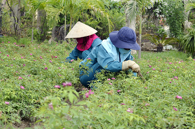 Chăm sóc cây hoa hường tại vườn ươm Trung tâm công viên cây xanh Đồng Hới.