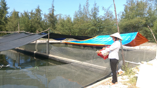 Mô hình nuôi cá lóc của chị Nguyễn Thị Lớn ở thôn Liêm Bắc, xã Ngư Thủy Nam mang lại nguồn thu nhập cao.