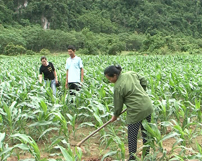 Nông dân xã Hóa Hợp chăm sóc ngô thương phẩm.