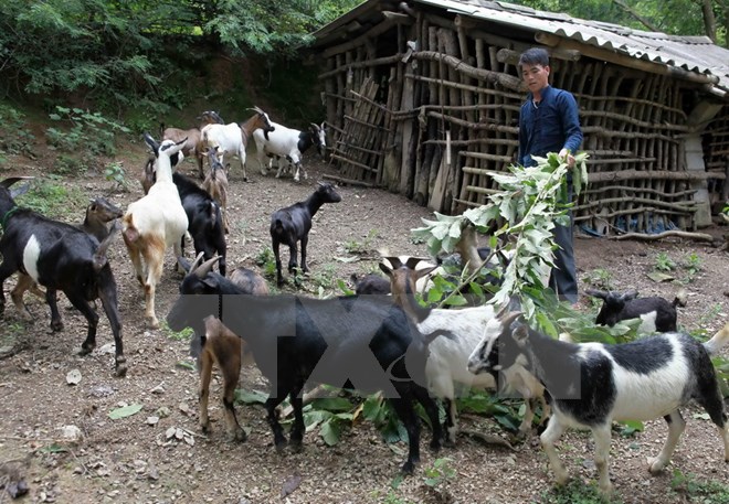 Một nông dân người dân tộc Tày, ở Trùng Khánh (Cao Bằng) từ vay vốn ưu đãi đã đầu tư nuôi dê cho thu nhập tốt. (Ảnh: Trần Việt/TTXVN)