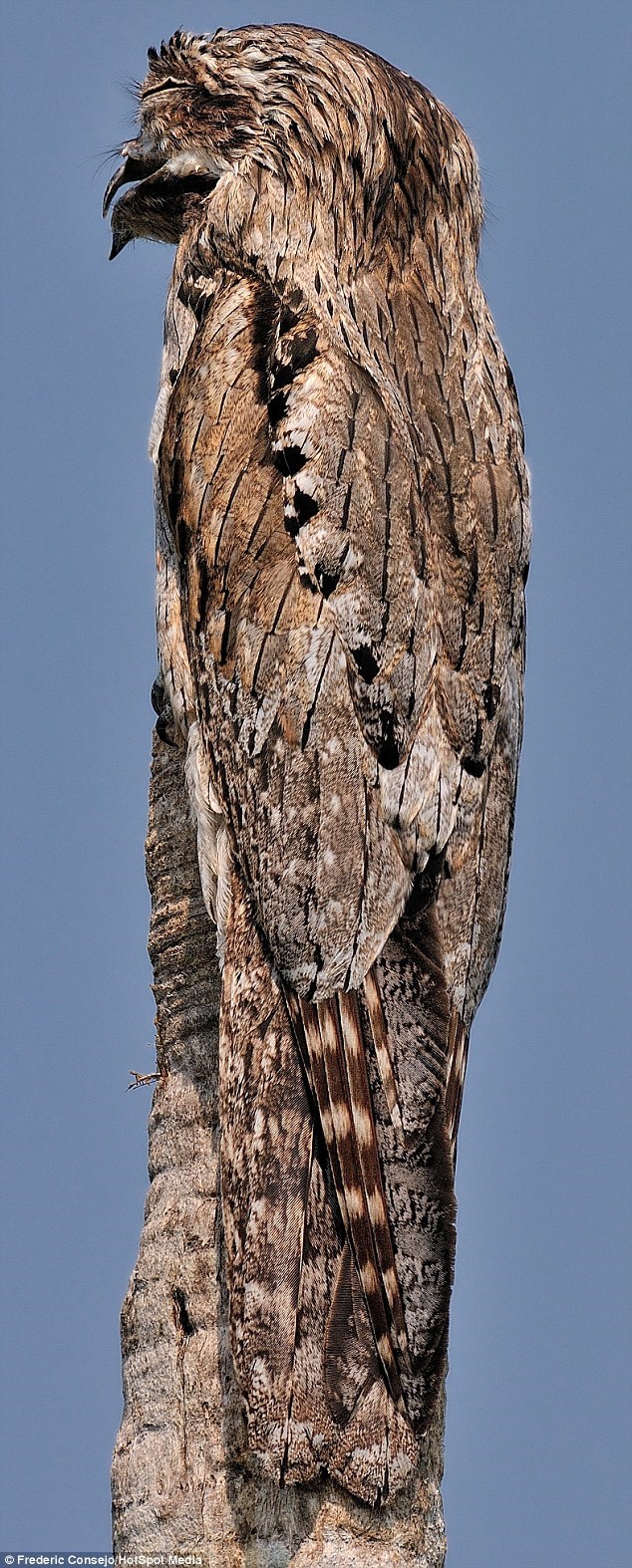  Con chim potoo đậu trên gốc cây khô. (Nguồn: Daily Mail)