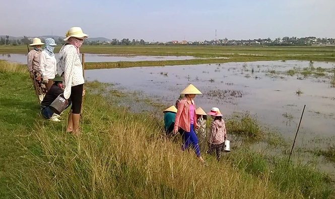 Phụ nữ xã Đồng Trạch tham gia diệt chuột, bảo vệ đồng ruộng.