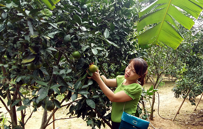 Cam mật Hiền Ninh nhiều tiềm năng để có thể được bảo hộ chỉ dẫn địa lý trong tương lai.