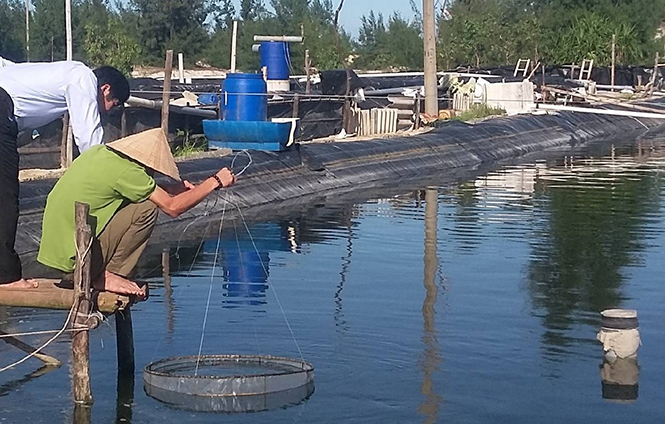 Hồ nuôi tôm thực hiện đề tài tại xã Ngư Thủy Bắc (Lệ Thủy) .