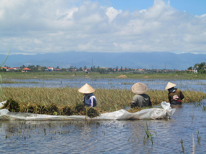 Người nông dân dầm mình trong nước giữa trời nắng để vớt vát lúa vụ mùa hè thu.