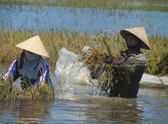 Dầm mình trong nước để thu hoạch