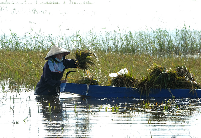 Dùng thuyền nhỏ để chở lúa