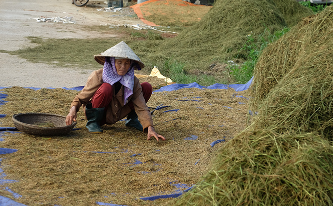 Xót xa khi những hạt lúa ngâm nước