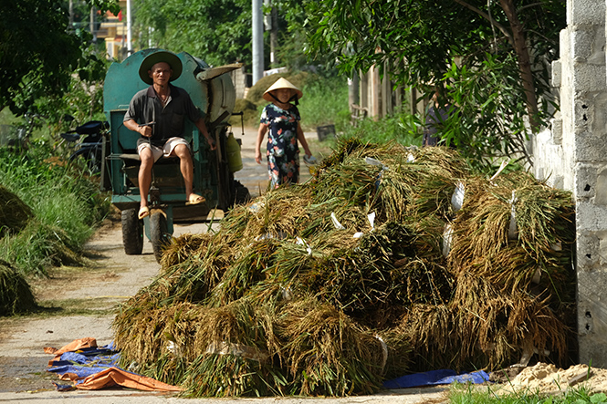  Vụ lúa thất thu nên khuôn mặt người nông dân càng khắc khổ.