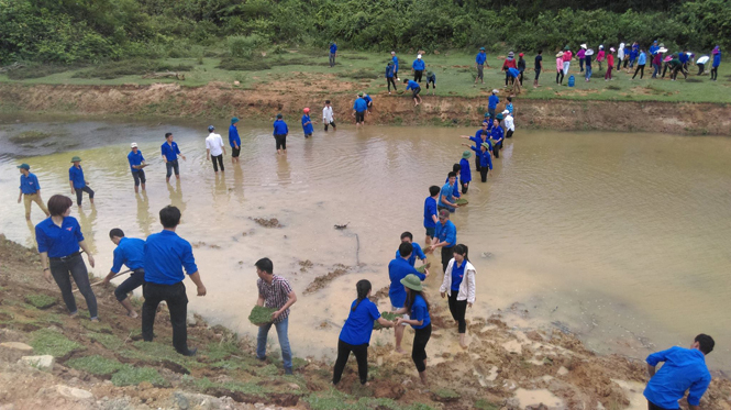 ĐVTN đắp cỏ chống xói lở tại bờ đê Ngọn Rào, xã Xuân Trạch (huyện Bố Trạch).