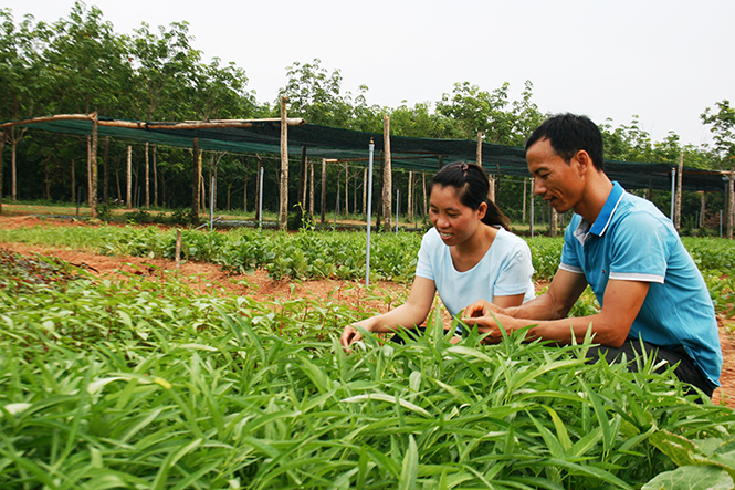  Đôi vợ chồng thạc sỹ, kỹ sư trồng rau sạch.