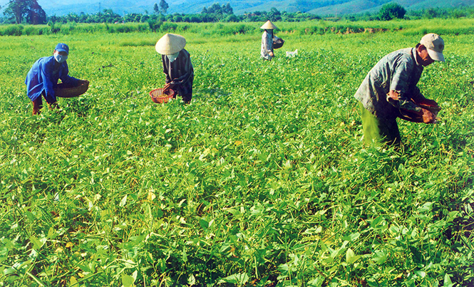 Trồng đậu xanh ở xã Mai Thủy (Lệ Thủy), đạt giá trị cao gấp 2 lần trồng lúa.