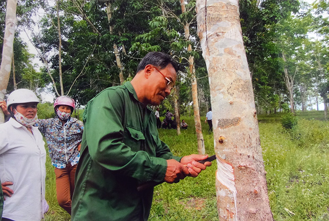 Từ phong trào “CCB giúp nhau làm kinh tế, xóa đói giảm nghèo”, trên địa bàn Tuyên Hóa ngày càng xuất hiện nhiều điển hình CCB làm kinh tế giỏi. (Trong ảnh là vườn cao su của CCB Nguyễn Văn Bính (xã Kim Hóa).