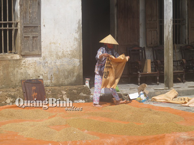 Tranh thủ đem lúa bị ngập úng ra phơi.