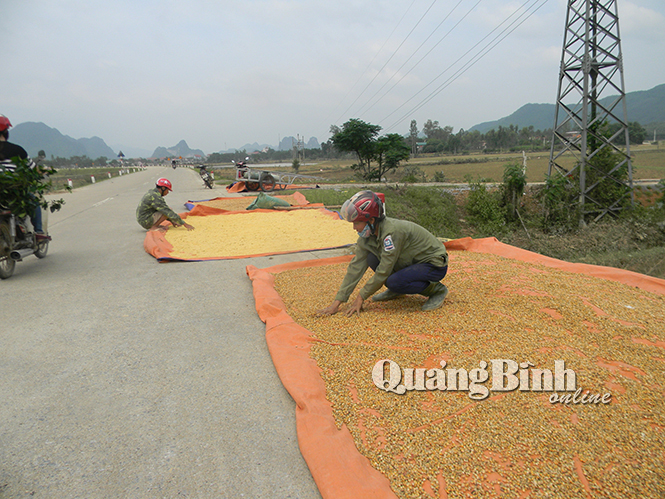 Người dân đem lương thực bị ngâm nước lũ ra phơi.