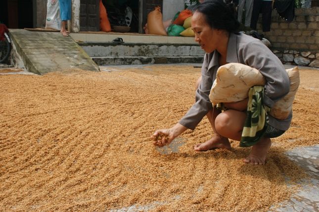 Bà Trần Thị Nga, ở thôn Tân Tiến, xã Quảng Tân phơi thóc ướt mong muốn vớt vát được chút gì