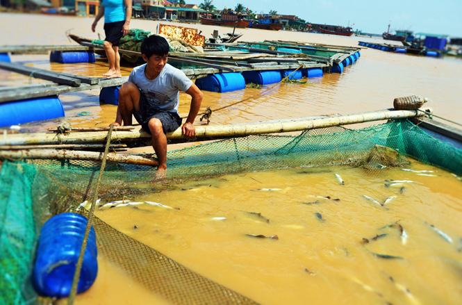  Cá chết trắng lồng khi nước lũ đổ về