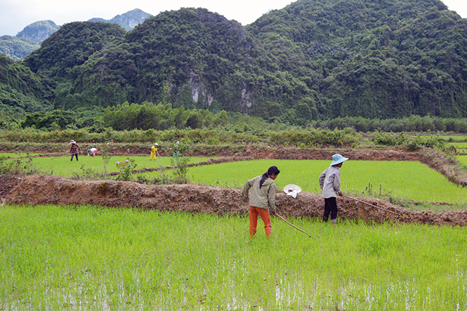  Trên cánh đồng lúa nước bản Khe Ngang.