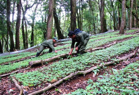 Sâm Ngọc Linh, cây thuốc quý đang được bảo tồn và phát triển ở Tây Nguyên. Ảnh minh họa