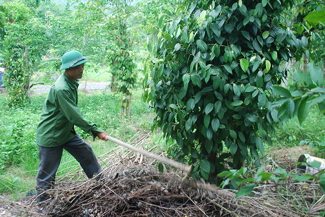  Anh Hồ Soa chăm sóc vườn tiêu, phát triển kinh tế gia đình.