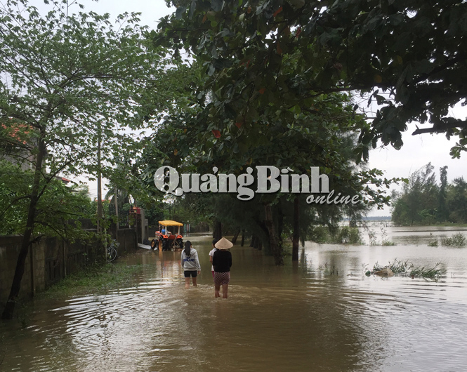 Tân Ninh- một trong các địa phương vùng trũng bị ngập đầu tiên của huyện Quảng Ninh