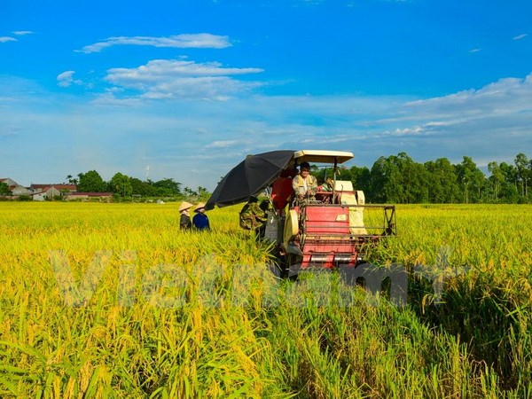 Ảnh chỉ có tính minh họa. (Ảnh: Minh Sơn/Vietnam+)