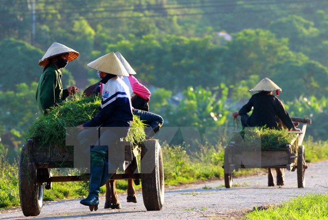 Ảnh minh họa. (Nguồn: TTXVN phát)