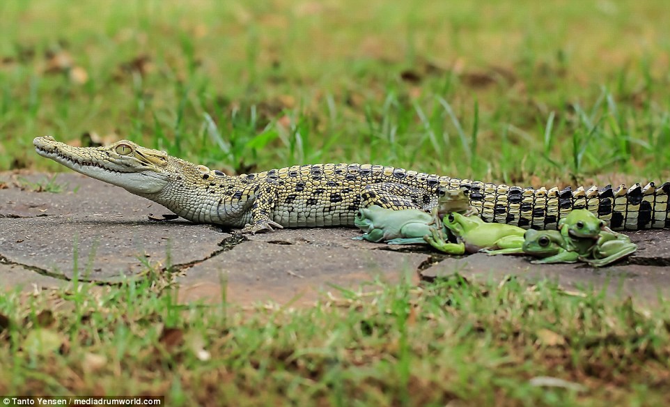 Con cá sấu Caiman không hề tỏ ra khó chịu. (Nguồn: Tanto Yensen)