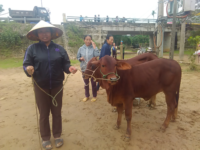 Người dân phấn khởi khi được nhận bò để phát triển kinh tế sau lũ.