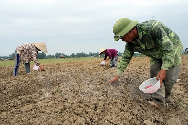 Ảnh minh họa. (Ảnh: Tuấn Anh/TTXVN)