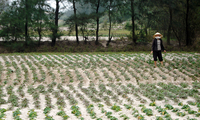 Cây khoai lang trên cát Thanh Thủy.