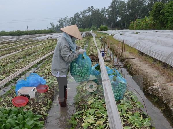 (Ảnh minh họa: Đỗ Phương Anh/TTXVN)