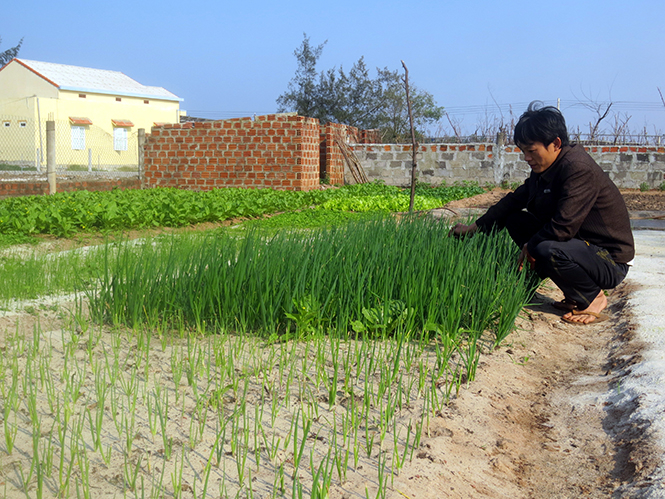 Rau an toàn theo hướng VietGap đã được sản xuất thành công ở tỉnh ta, nhưng rau hữu cơ thì vẫn còn rất mới.