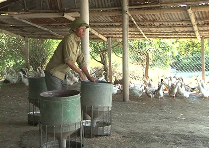 Gia đình anh Lực có thu nhập khá từ chăn nuôi gia cầm.