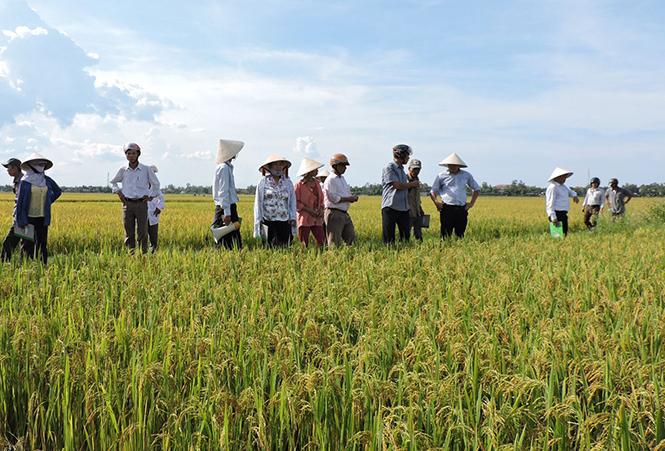 Cánh đồng mẫu lớn ở An Ninh, Quảng Ninh.