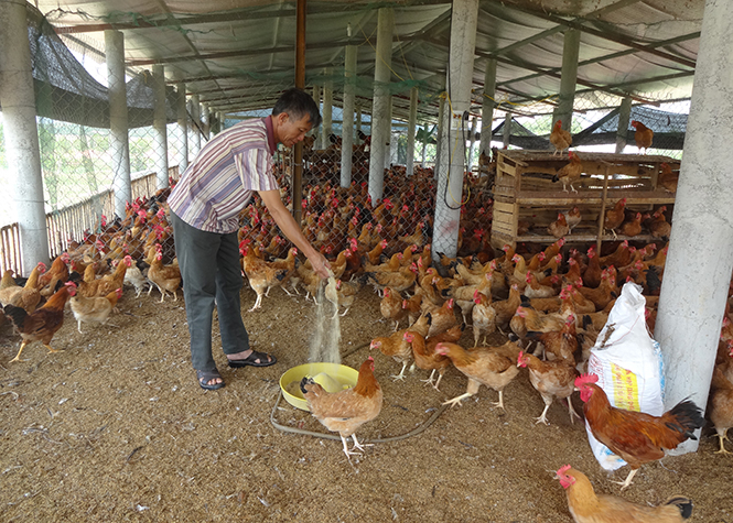 Phong trào “CCB giúp nhau phát triển kinh tế, xóa đói giảm nghèo” luôn được các cấp Hội CCB tỉnh ta tích cực đẩy mạnh và đạt được nhiều hiệu quả đáng ghi nhận.