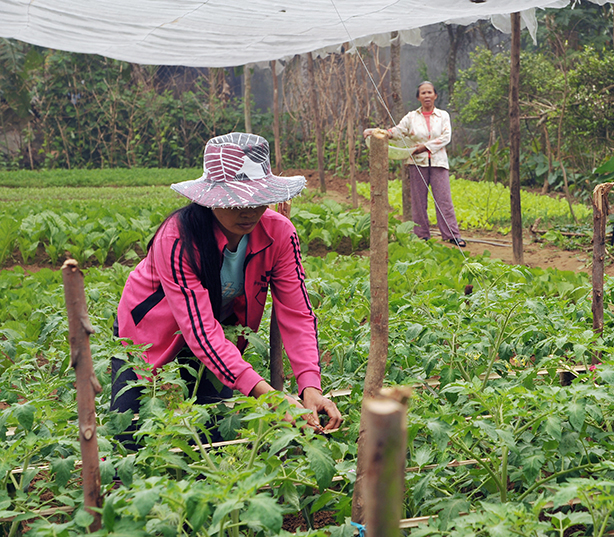 Một mô hình trồng cà chua sạch ở Sơn Trạch.