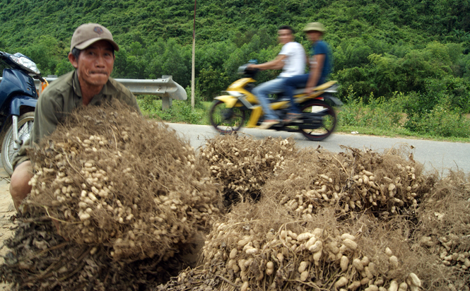 Bà con nông dân vào mùa thu hoạch lạc.