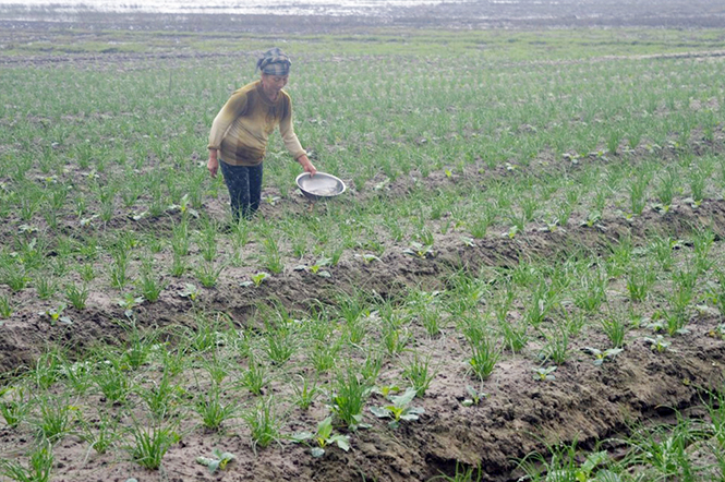 Người dân xã Gia Ninh đang chăm bón cho cây hành và su hào để kịp xuất bán dịp Tết.