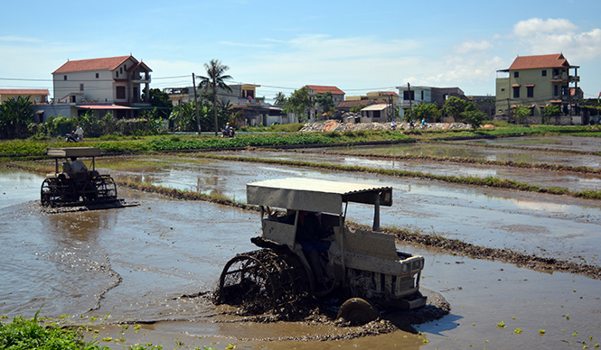 Triển khai sản xuất vụ đông-xuân tại xã Đức Ninh.