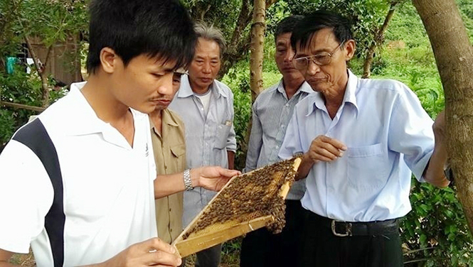 Việc tham gia vào mô hình hợp tác xã sẽ hỗ trợ rất nhiều cho người nuôi ong trong việc tiếp cận các thị trường tiềm năng