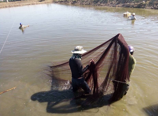  Mô hình nuôi tôm ở xã Quảng Hải, TX. Ba Đồn mang lại hiệu quả kinh tế, tăng thu nhập cho người dân.