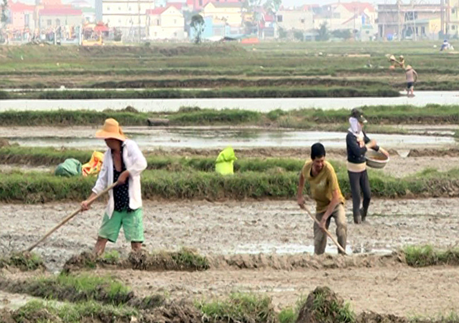 Nông dân Quảng Trạch đẩy nhanh tiến độ gieo cấy lúa vụ đông-xuân.