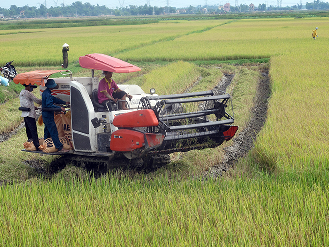 Quảng Tùng tập trung cơ giới hóa sản xuất nông nghiệp.