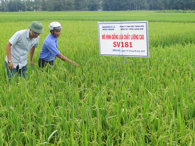 Kiểm tra mô hình giống lúa chất lượng cao SV181.