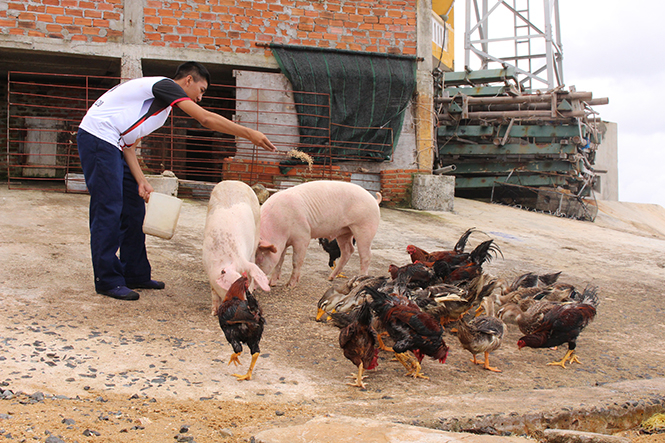 Chăn nuôi gia súc, gia cầm cải thiện đời sống.