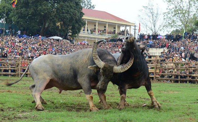 Lễ hội chọi trâu ở Hàm Yên, Tuyên Quang là một trong số ít lễ hội có từ lâu đời, nhưng Bộ VHTTDL cũng không ủng hộ loại hình lễ hội mang tính bạo lực này. Ảnh: Soha.