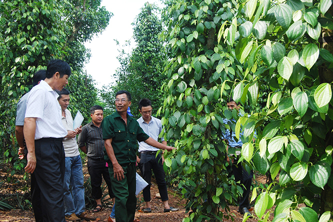 Thử nghiệm một số chế phẩm sinh học phòng trừ bệnh chết nhanh trên cây hồ tiêu tại huyện Quảng Trạch.